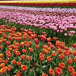 Romantisch Nabij Het Met Uitzicht Op De Tulpenvelden