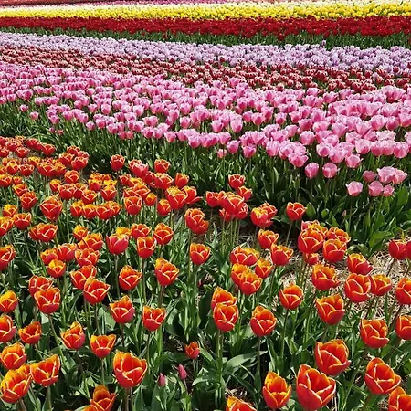 Romantisch Nabij Het Met Uitzicht Op De Tulpenvelden