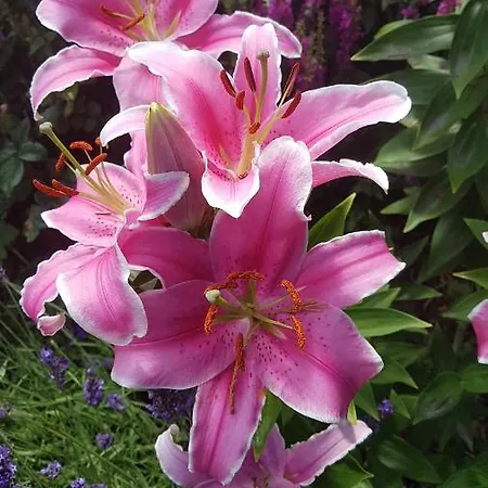 Romantisch Nabij Het Met Uitzicht Op De Tulpenvelden Feriehus *