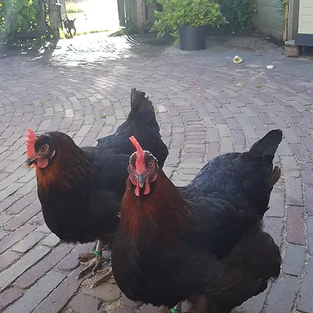 Feriehus Romantisch Nabij Het Met Uitzicht Op De Tulpenvelden *