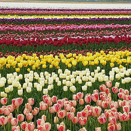 Romantisch Nabij Het Met Uitzicht Op De Tulpenvelden *