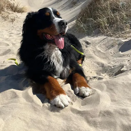 度假居 Romantisch Nabij Het Met Uitzicht Op De Tulpenvelden 朱丽安娜多普