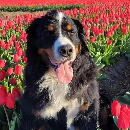 Romantisch Nabij Het Met Uitzicht Op De Tulpenvelden 朱丽安娜多普