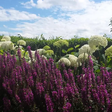 Romantisch Nabij Het Met Uitzicht Op De Tulpenvelden * Julianadorp
