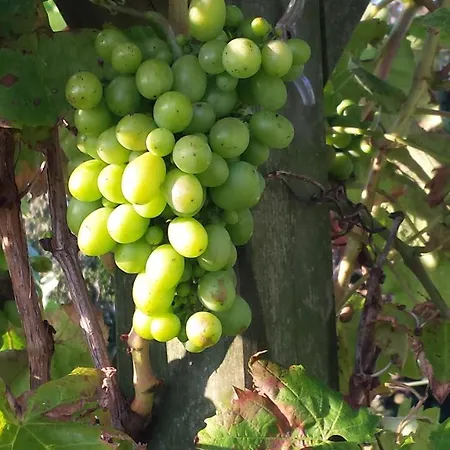 Romantisch Nabij Het Met Uitzicht Op De Tulpenvelden Prázdninový dům Julianadorp