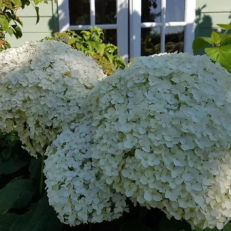 度假居 Romantisch Nabij Het Met Uitzicht Op De Tulpenvelden 朱丽安娜多普