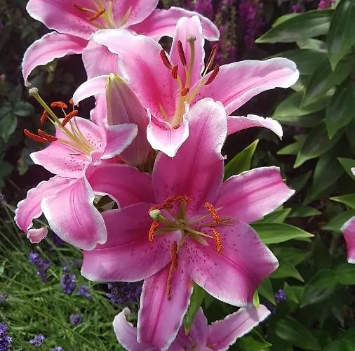 Romantisch Nabij Het Met Uitzicht Op De Tulpenvelden 度假居 *