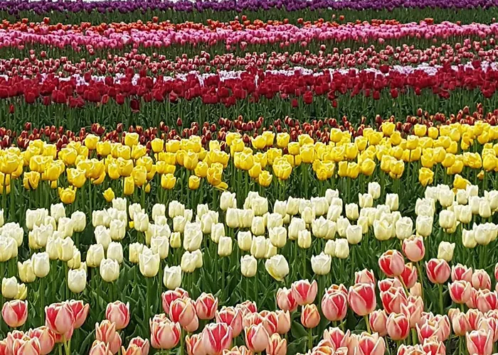 Romantisch Nabij Het Met Uitzicht Op De Tulpenvelden *