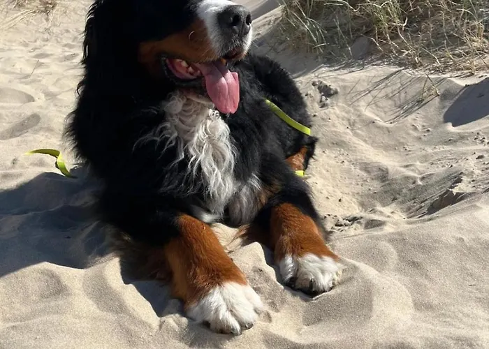 度假居 Romantisch Nabij Het Met Uitzicht Op De Tulpenvelden 朱丽安娜多普