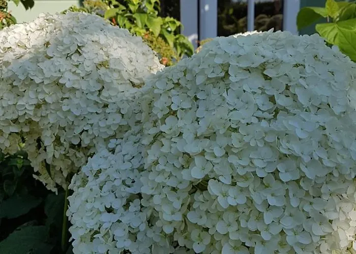 度假居 Romantisch Nabij Het Met Uitzicht Op De Tulpenvelden 朱丽安娜多普