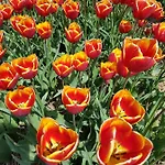 Romantisch Nabij Het Met Uitzicht Op De Tulpenvelden Σπίτι διακοπών