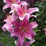 Romantisch Nabij Het Met Uitzicht Op De Tulpenvelden Σπίτι διακοπών *