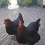Σπίτι διακοπών Romantisch Nabij Het Met Uitzicht Op De Tulpenvelden *