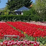 Romantisch Nabij Het Met Uitzicht Op De Tulpenvelden Σπίτι διακοπών Julianadorp