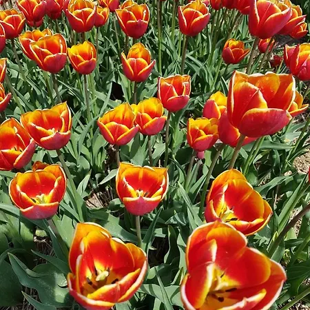 Romantisch Nabij Het Met Uitzicht Op De Tulpenvelden 펜션
