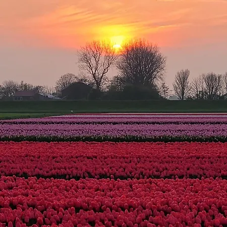 Romantisch Nabij Het Met Uitzicht Op De Tulpenvelden * 줄리아나도르프