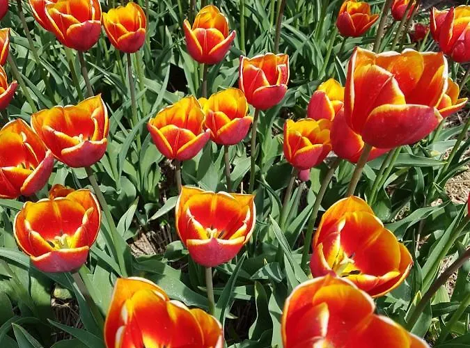 Romantisch Nabij Het Met Uitzicht Op De Tulpenvelden Casa vacanze