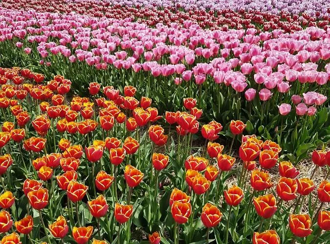 Romantisch Nabij Het Met Uitzicht Op De Tulpenvelden