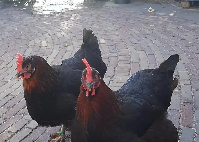 Casa vacanze Romantisch Nabij Het Met Uitzicht Op De Tulpenvelden *