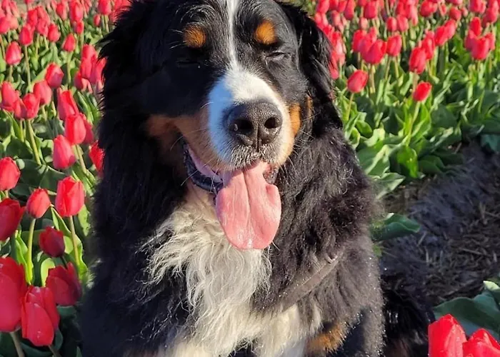 Romantisch Nabij Het Met Uitzicht Op De Tulpenvelden Julianadorp