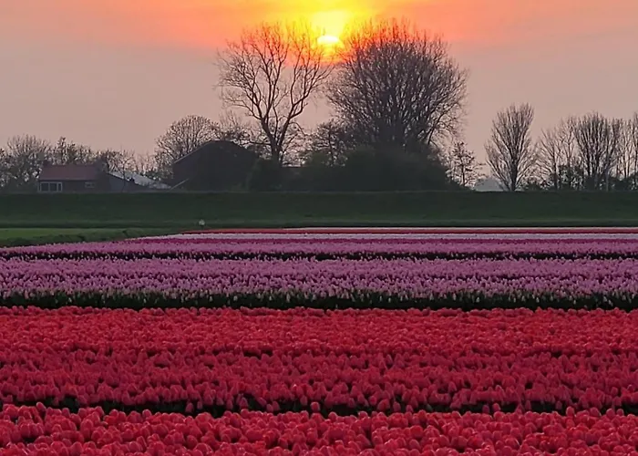 Romantisch Nabij Het Met Uitzicht Op De Tulpenvelden * Julianadorp