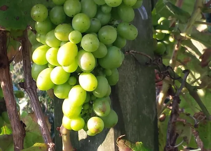 Romantisch Nabij Het Met Uitzicht Op De Tulpenvelden Casa vacanze Julianadorp